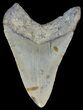 Bargain, Megalodon Tooth - North Carolina #68038-1
